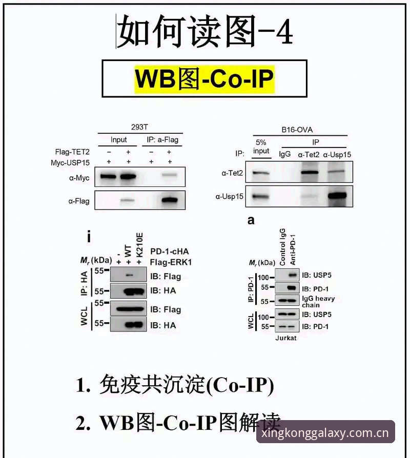 JUNY印记数据 JUNY印记数据实操深度分析:别再盲目跟风,这才是获取官方实时赛况的正确姿势